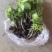 三叶青果苗（块茎苗）