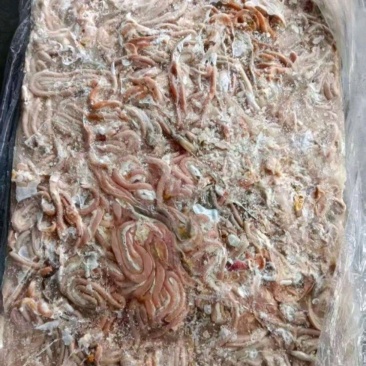 原鸭肠黑鸭肠规格齐全价格美丽欢迎咨询来电优