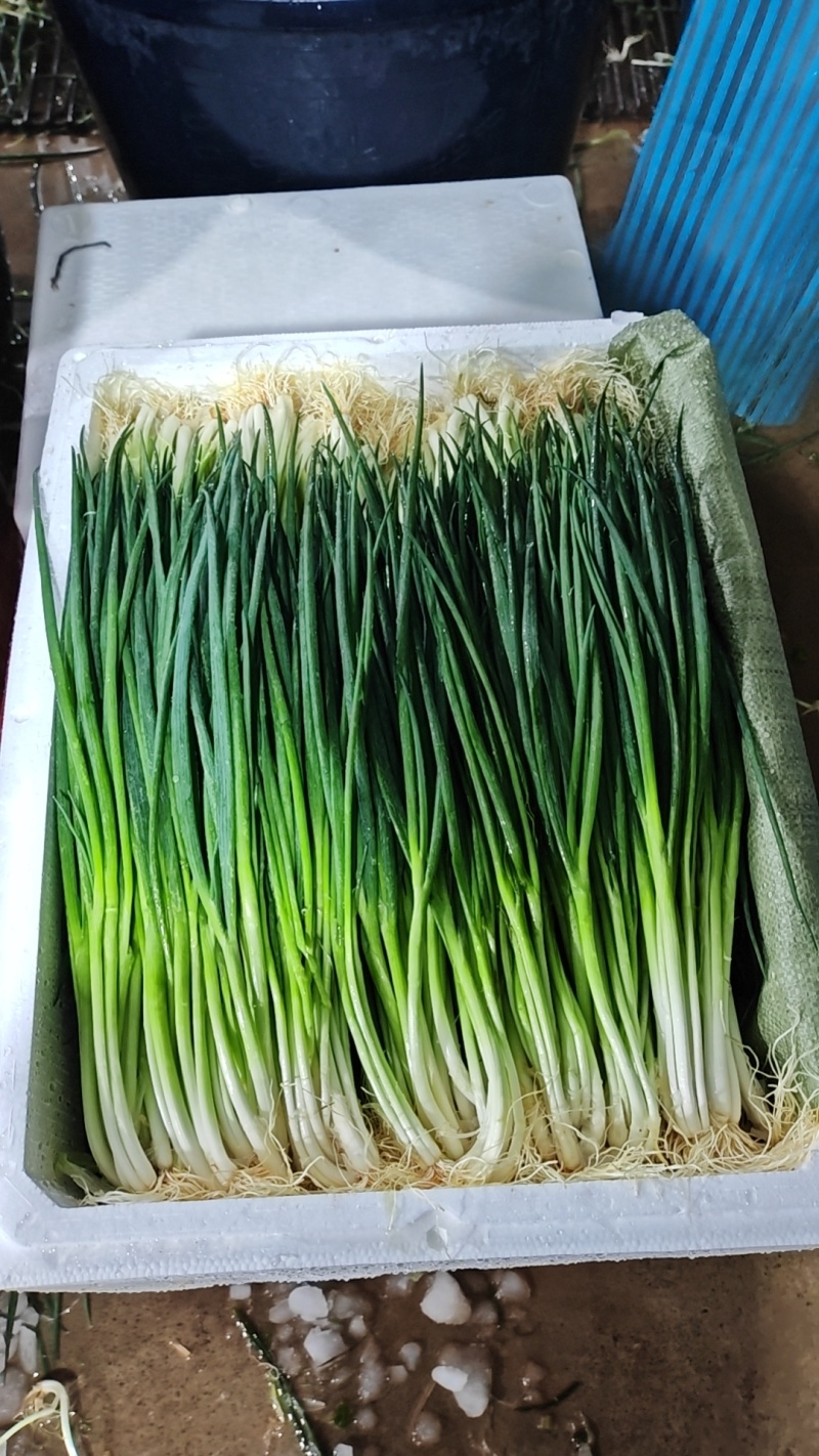 泡沫箱小葱