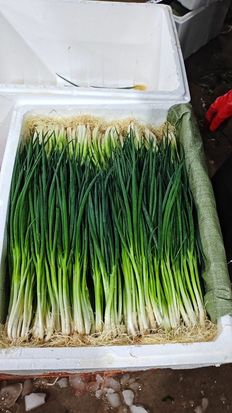 泡沫箱小葱
