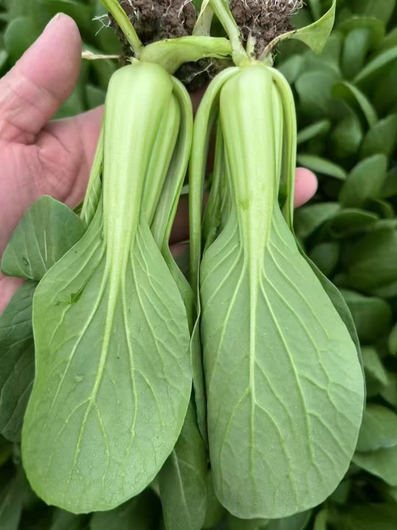 江苏南通新鲜上海青青菜时令蔬菜青菜现挖地头直发