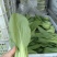 江苏南通新鲜上海青青菜时令蔬菜青菜现挖地头直发