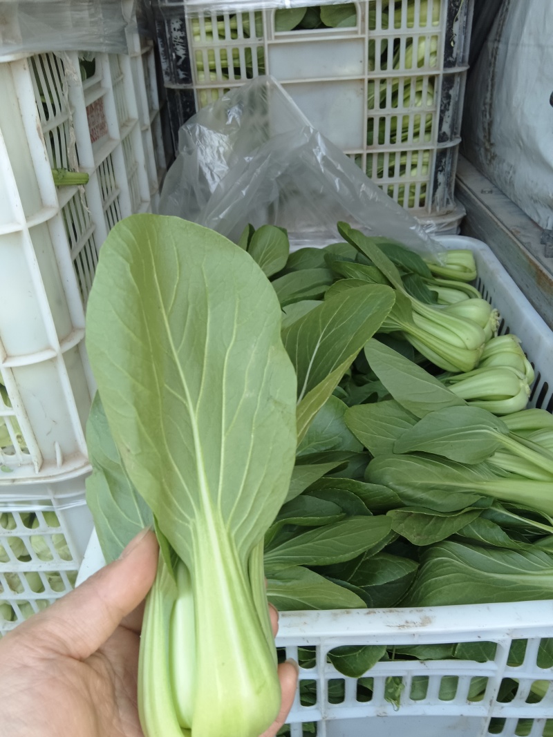 江苏南通新鲜上海青青菜时令蔬菜青菜现挖地头直发