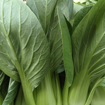 江苏南通新鲜上海青青菜时令蔬菜青菜现挖地头直发