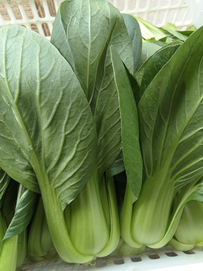 江苏南通新鲜上海青青菜时令蔬菜青菜现挖地头直发