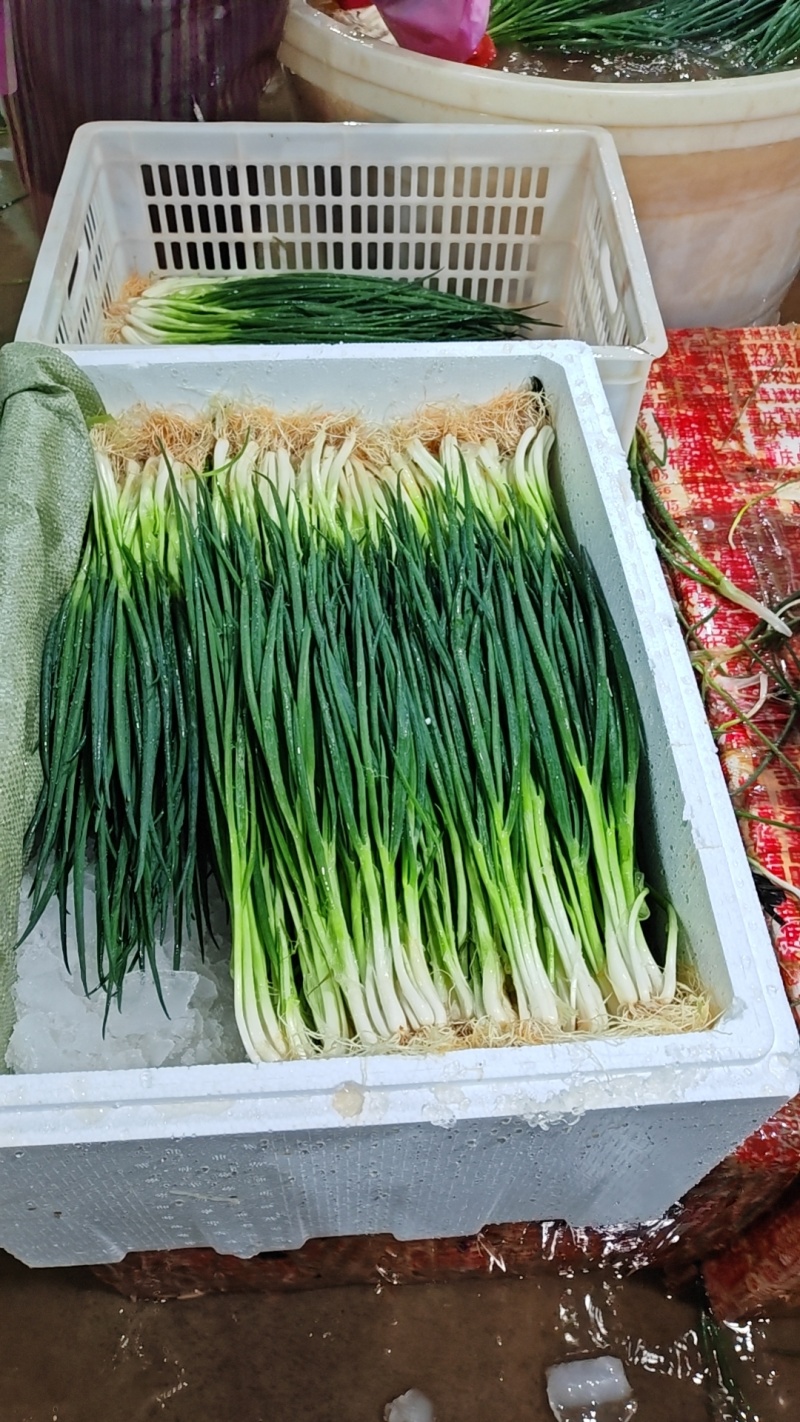 泡沫箱小葱