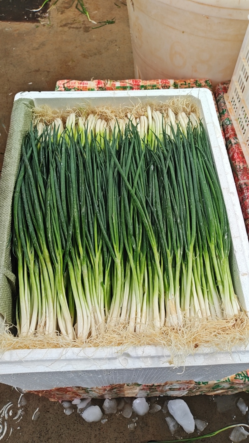 泡沫箱小葱