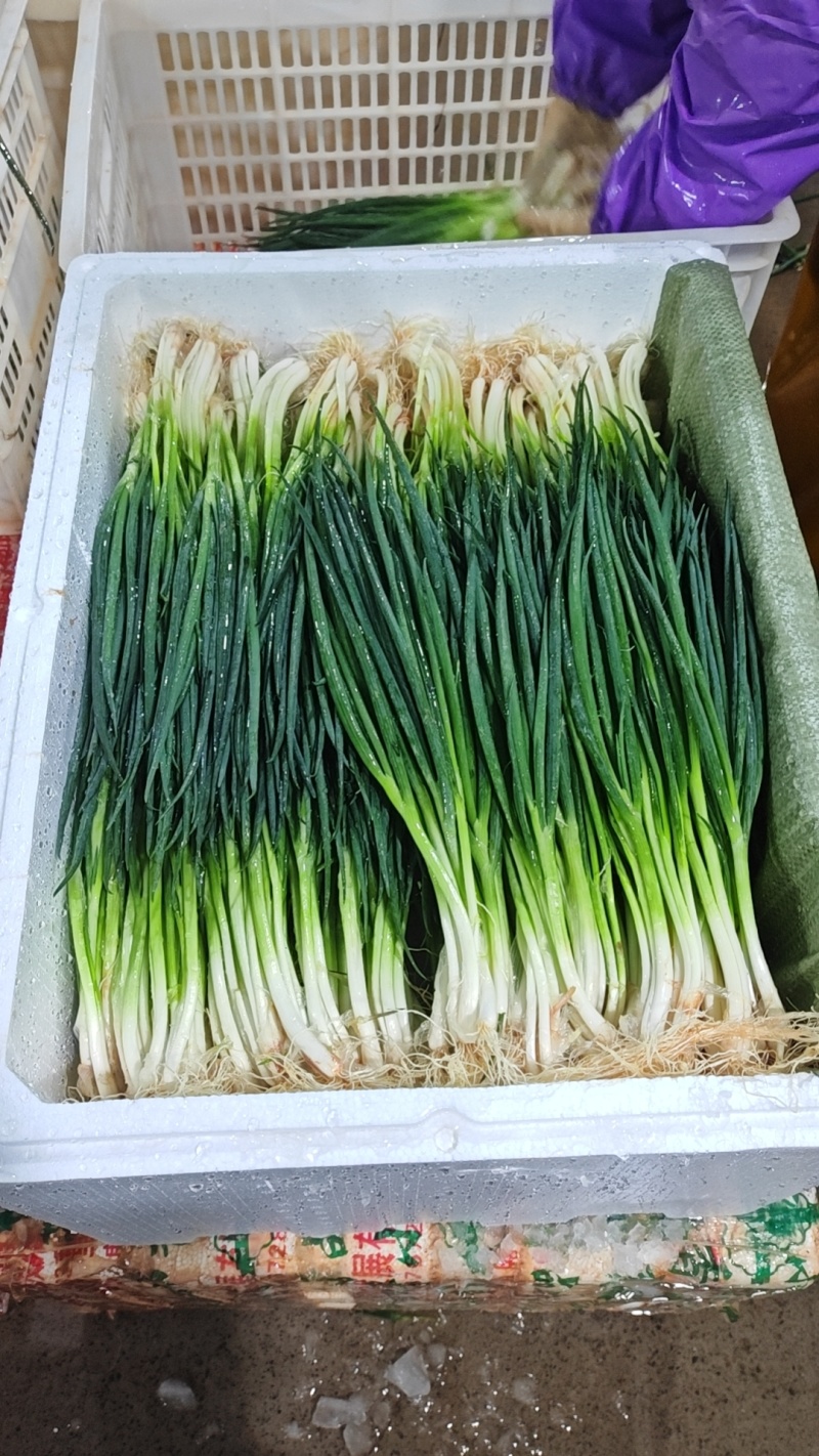 泡沫箱小葱