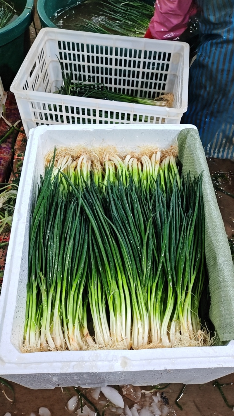 泡沫箱小葱
