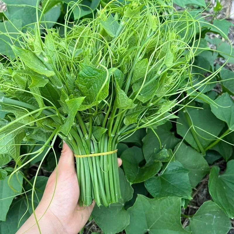 龙须菜洋瓜尖叶当季孕妇蔬菜批发农新鲜现摘现发