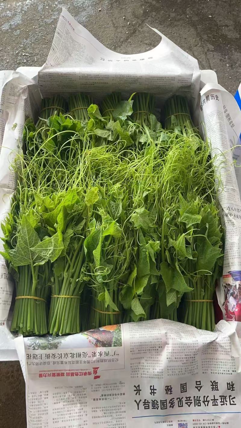 龙须菜洋瓜尖叶当季孕妇蔬菜批发农新鲜现摘现发