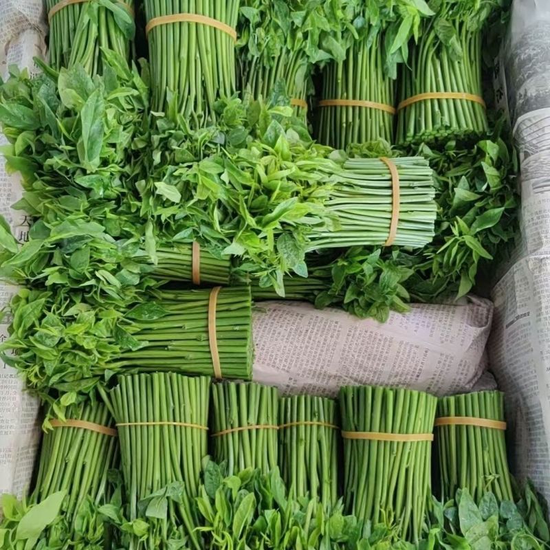 天绿香树仔菜海南益肝菜直供五指山新鲜专用酒楼餐饮
