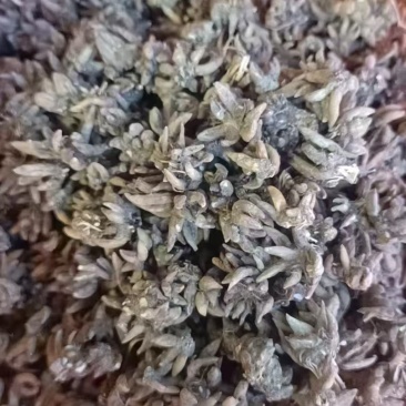 野生猫爪草