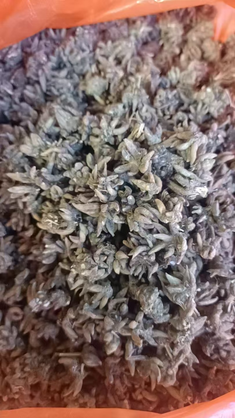 野生猫爪草