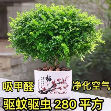 带盆正宗清香木胡椒木盆栽驱蚊草防虫绿植四季好养净化空气