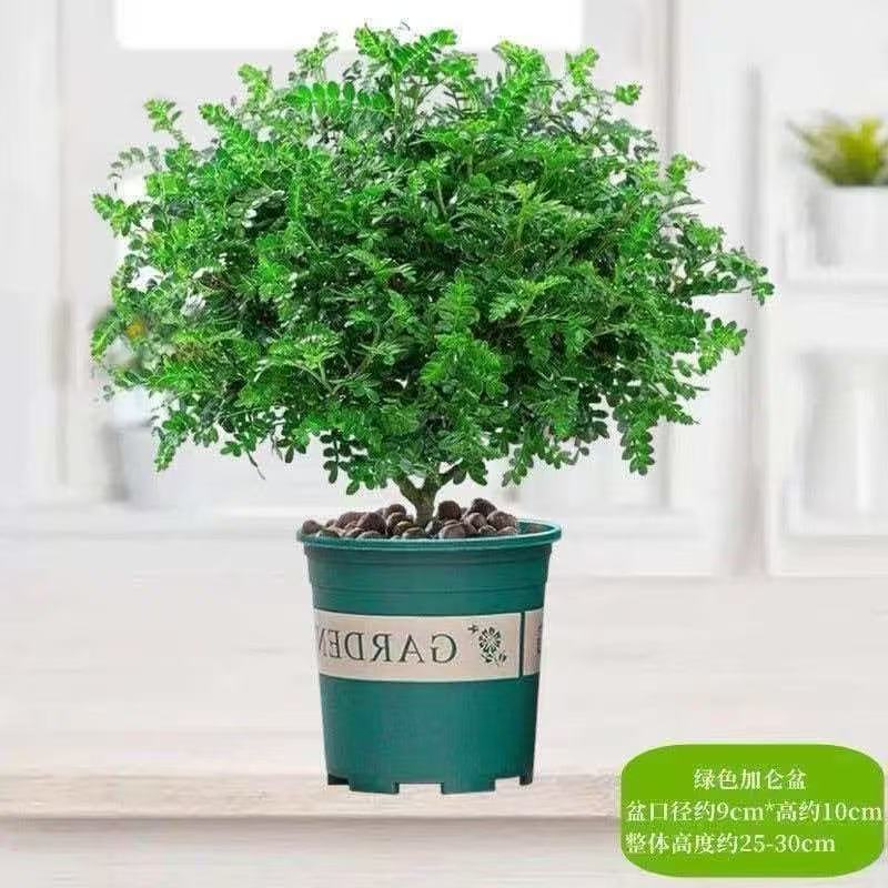 带盆正宗清香木胡椒木盆栽驱蚊草防虫绿植四季好养净化空气