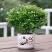 带盆正宗清香木胡椒木盆栽驱蚊草防虫绿植四季好养净化空气
