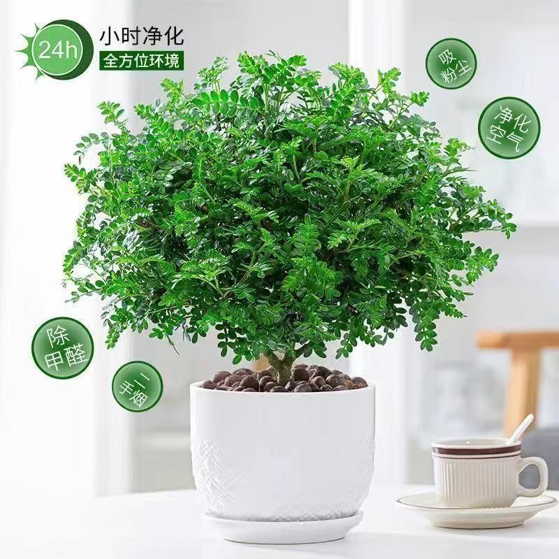 带盆正宗清香木胡椒木盆栽驱蚊草防虫绿植四季好养净化空气
