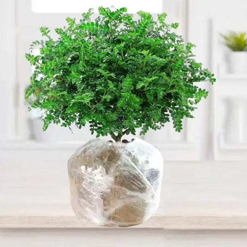 带盆正宗清香木胡椒木盆栽驱蚊草防虫绿植四季好养净化空气