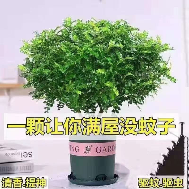 带盆正宗清香木胡椒木盆栽驱蚊草防虫绿植四季好养净化空气