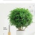 带盆正宗清香木胡椒木盆栽驱蚊草防虫绿植四季好养净化空气