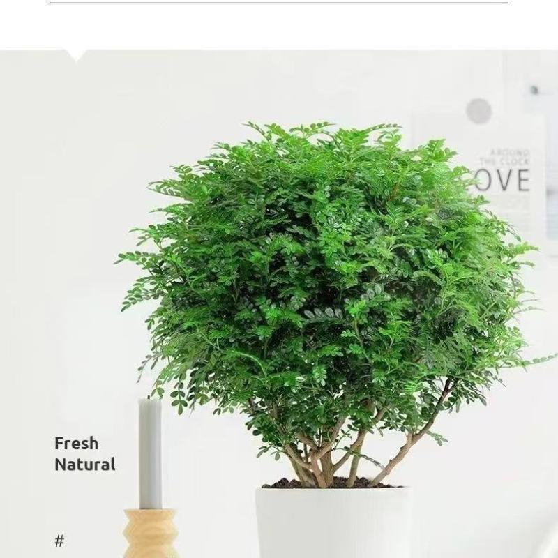 带盆正宗清香木胡椒木盆栽驱蚊草防虫绿植四季好养净化空气