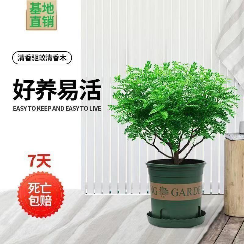 带盆正宗清香木胡椒木盆栽驱蚊草防虫绿植四季好养净化空气