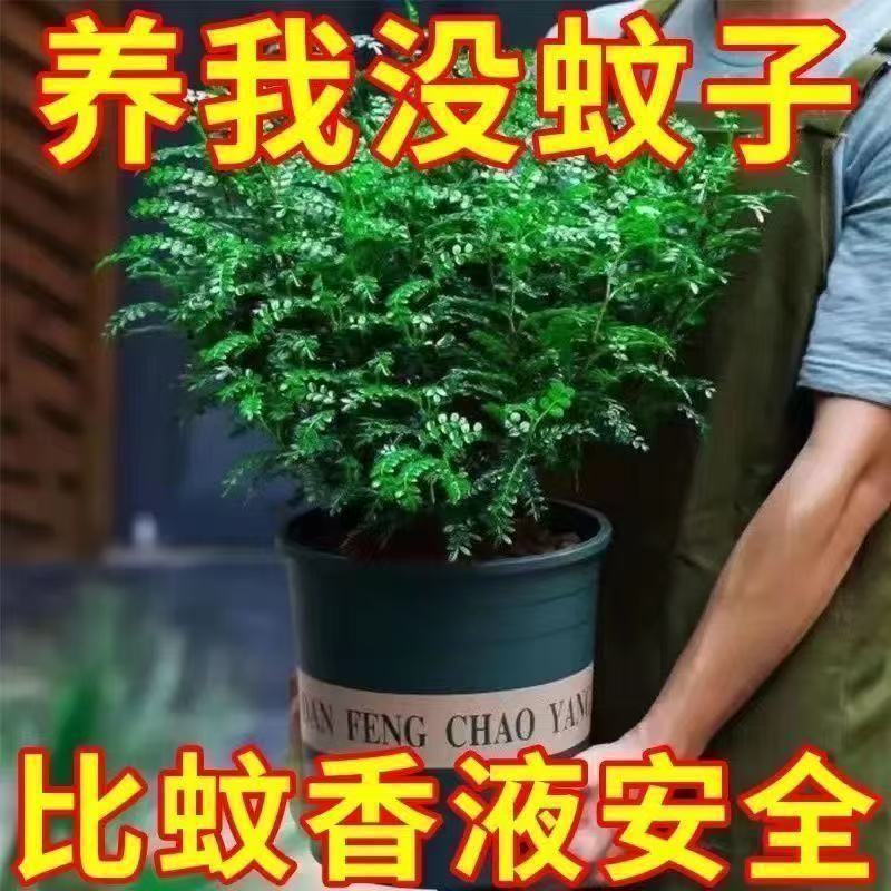 带盆正宗清香木胡椒木盆栽驱蚊草防虫绿植四季好养净化空气