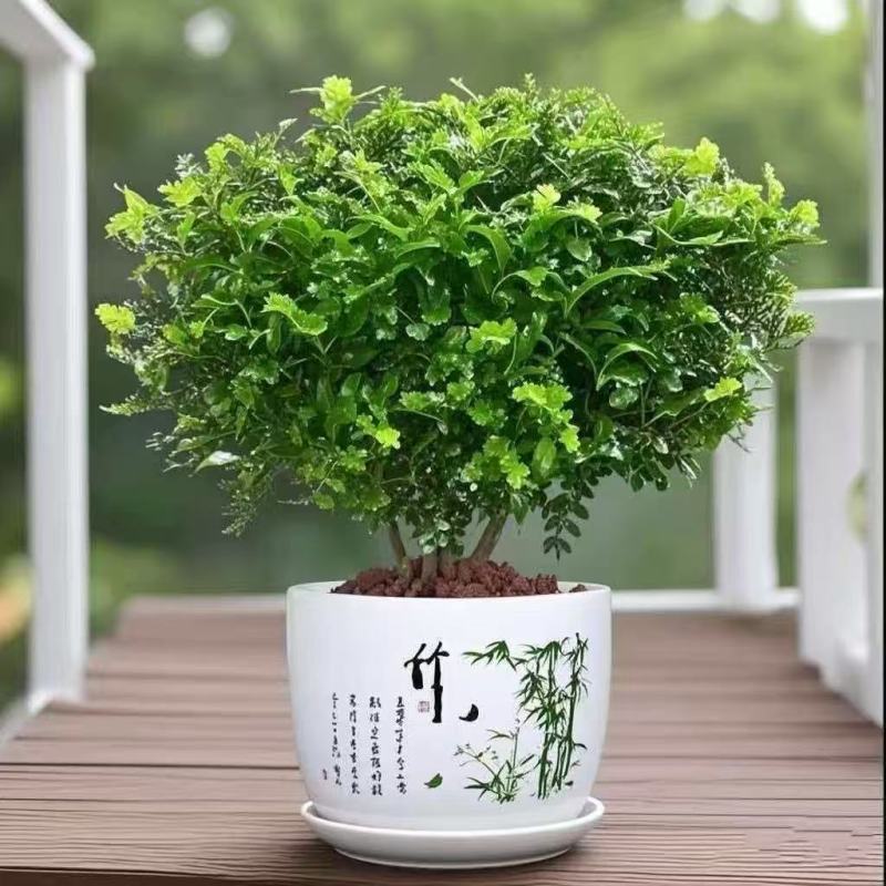 带盆正宗清香木胡椒木盆栽驱蚊草防虫绿植四季好养净化空气