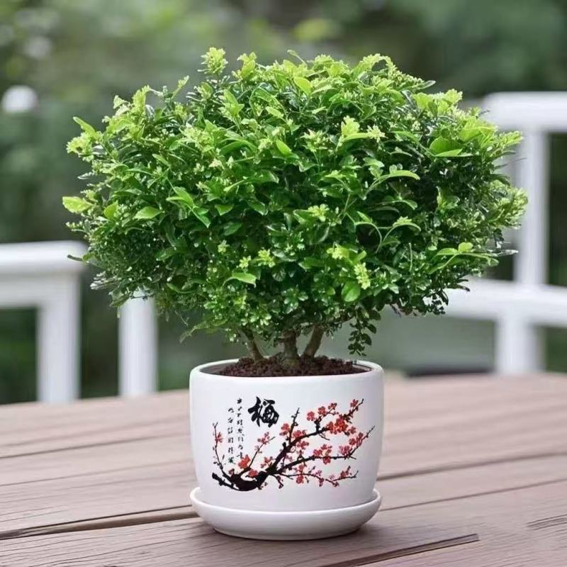 带盆正宗清香木胡椒木盆栽驱蚊草防虫绿植四季好养净化空气