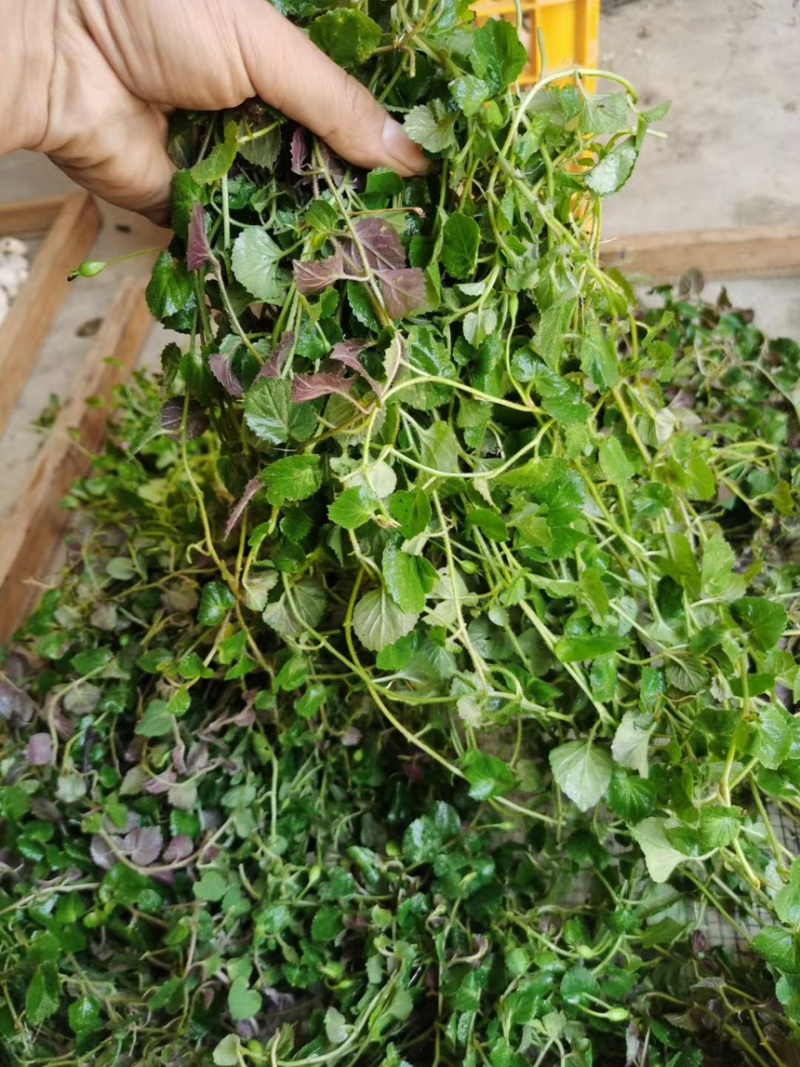 玉带草干货，铜锤玉带草，洗干净晒干
