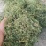 玉带草干货，铜锤玉带草，洗干净晒干