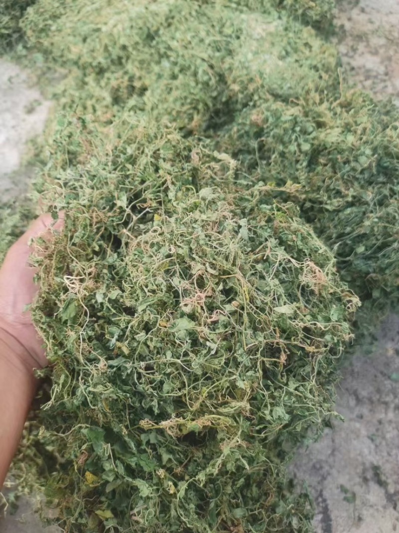 玉带草干货，铜锤玉带草，洗干净晒干