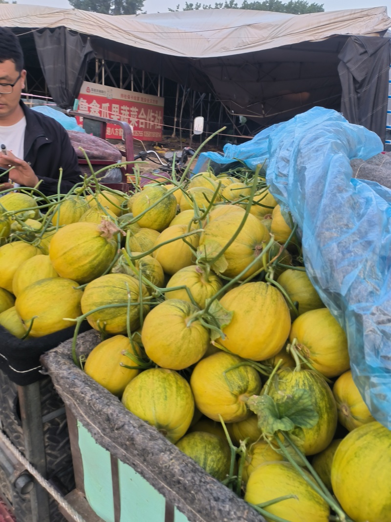 聊城黄金蜜罐甜瓜大量现货，甜度17个以上，现摘现发