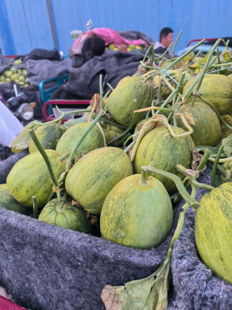 聊城黄金蜜罐甜瓜大量现货，甜度17个以上，现摘现发