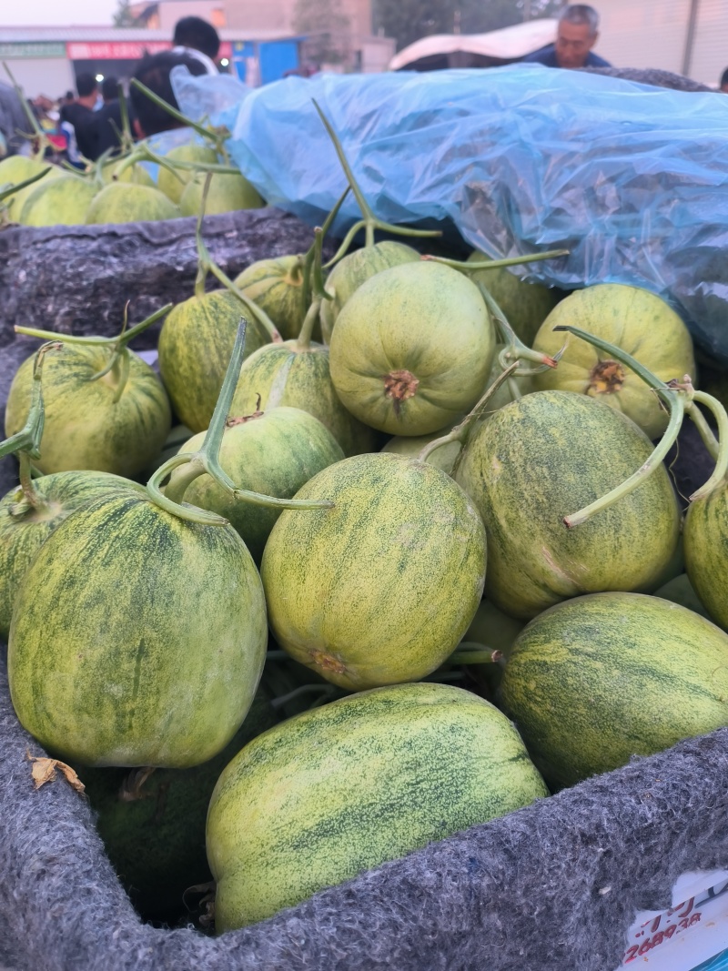 聊城黄金蜜罐甜瓜大量现货，甜度17个以上，现摘现发