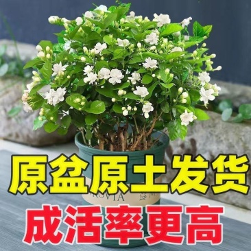 【露天苗】重瓣浓香型香水茉莉花原盆原土茉莉花苗盆栽花卉绿