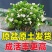 【露天苗】重瓣浓香型香水茉莉花原盆原土茉莉花苗盆栽花卉绿