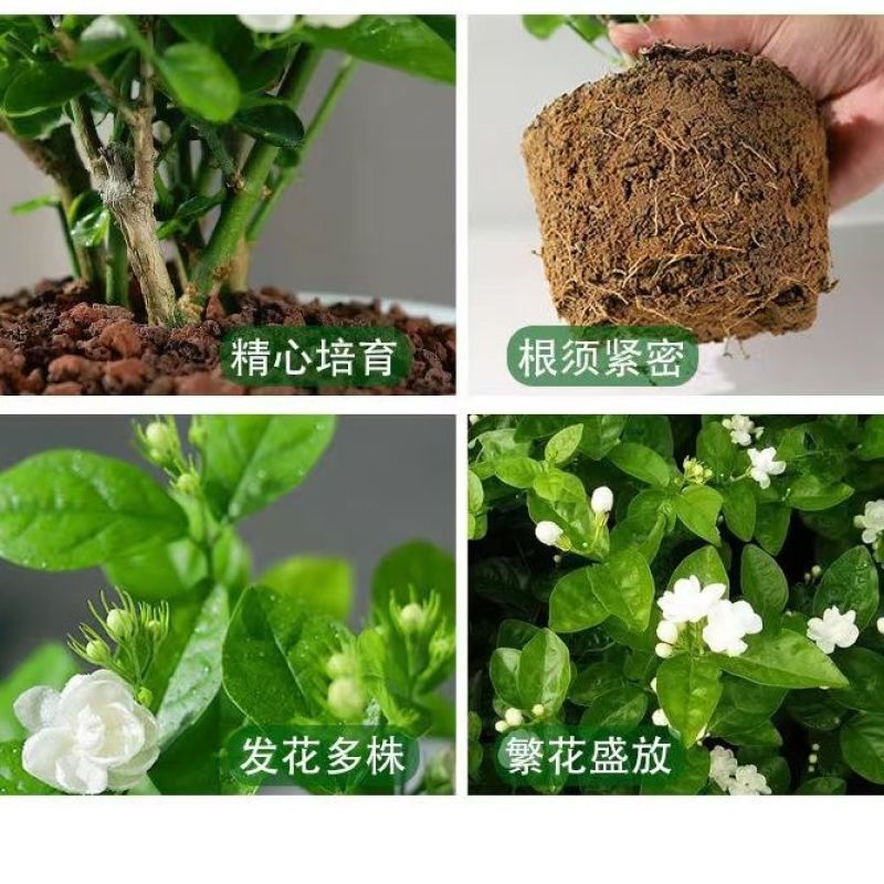 【露天苗】重瓣浓香型香水茉莉花原盆原土茉莉花苗盆栽花卉绿