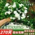【露天苗】重瓣浓香型香水茉莉花原盆原土茉莉花苗盆栽花卉绿