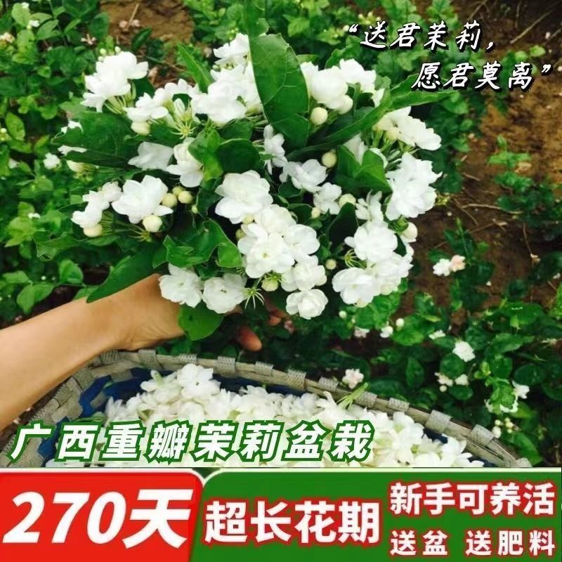 【露天苗】重瓣浓香型香水茉莉花原盆原土茉莉花苗盆栽花卉绿