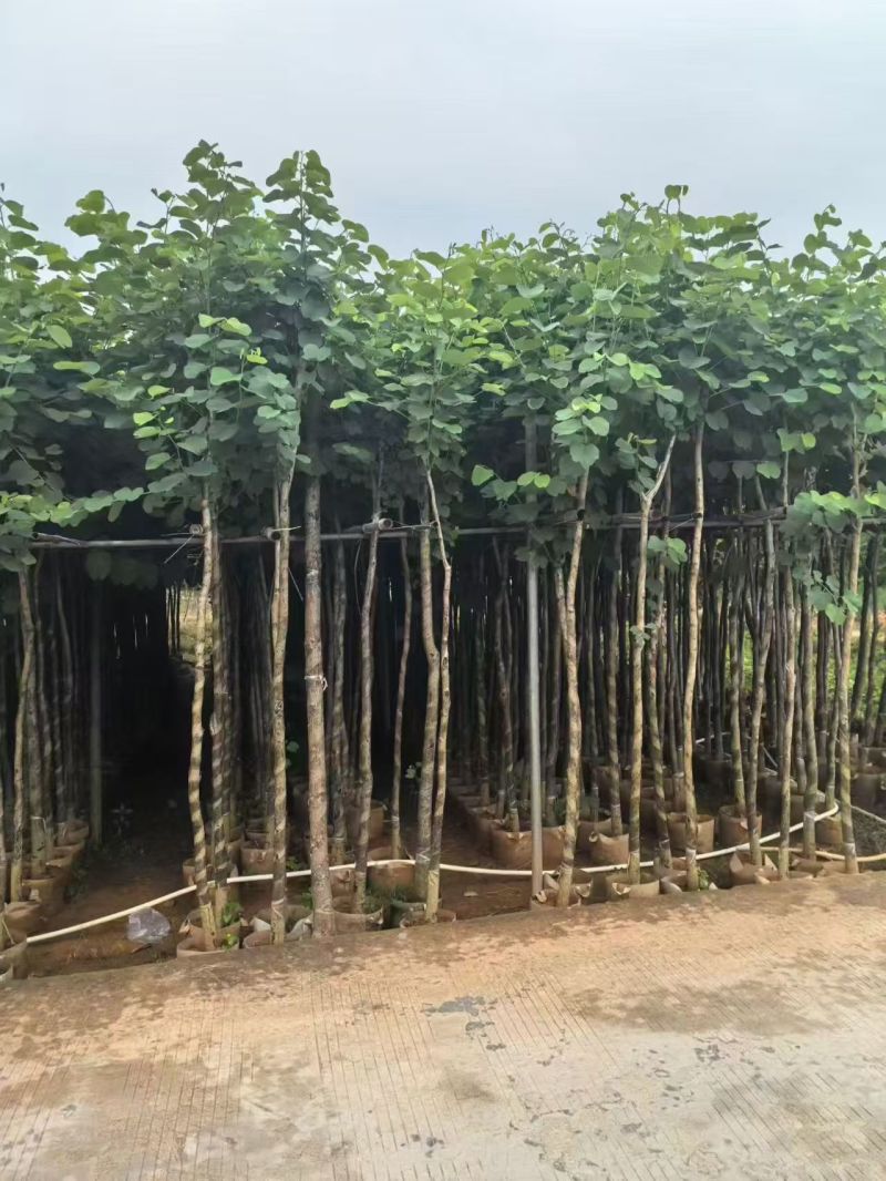 宫粉紫荆3-8分