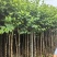 宫粉紫荆3-8分