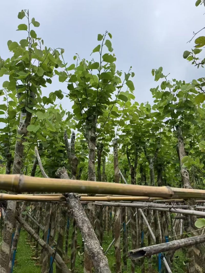 宫粉紫荆3-8分