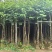 宫粉紫荆3-8分