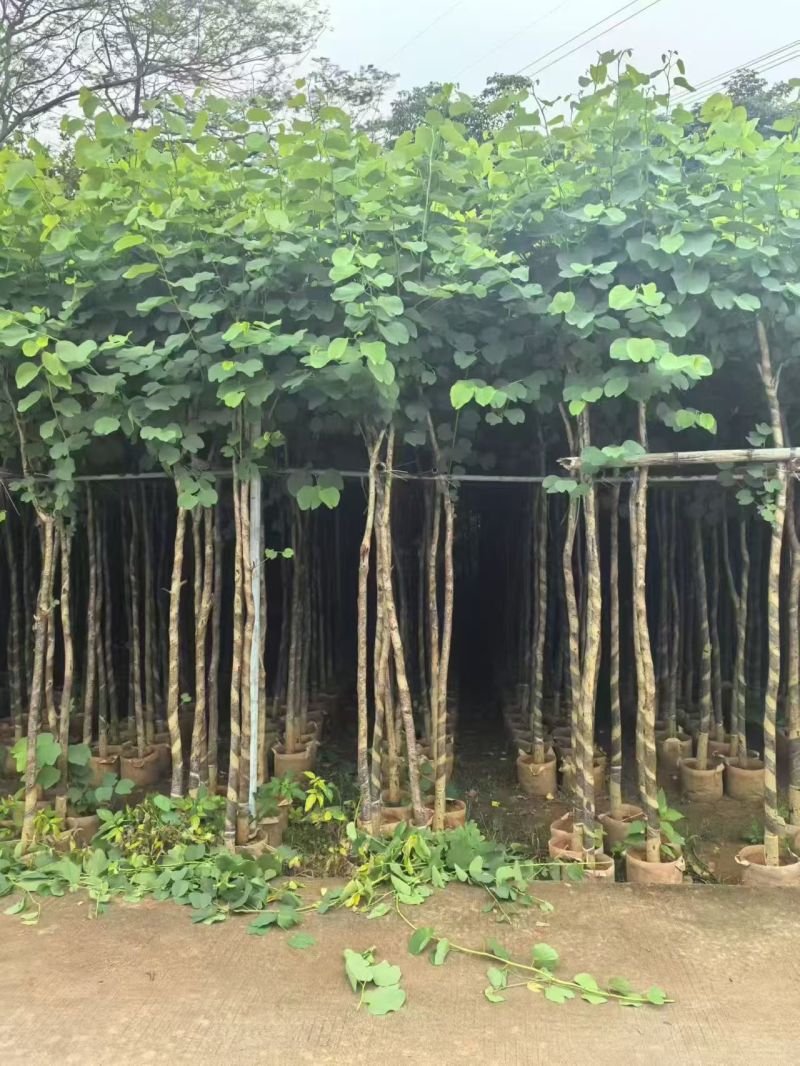 宫粉紫荆3-8分