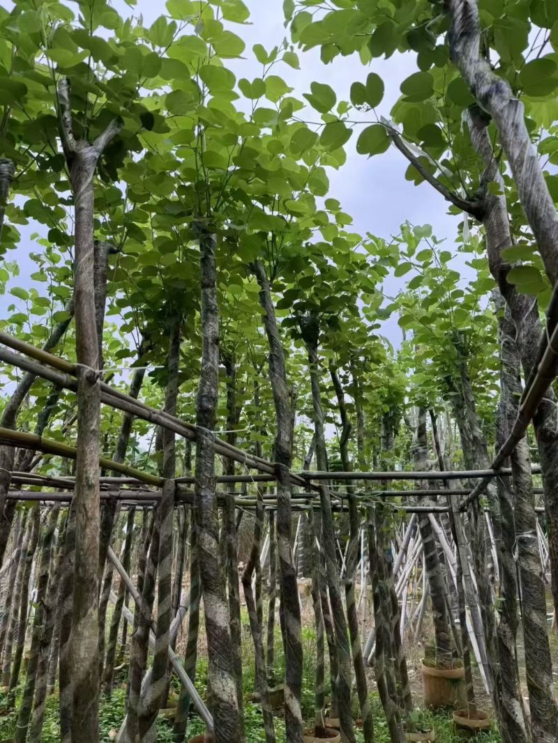 宫粉紫荆3-8分
