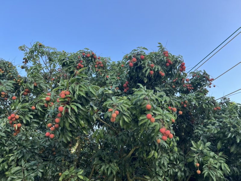 有需要的老板可以联系我，***********自家果场