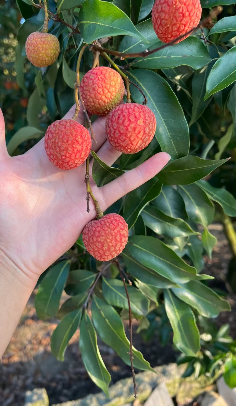 有需要的老板可以联系我，***********自家果场