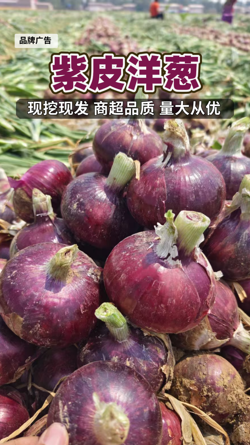 精品红皮洋葱大量供应新鲜洋葱产地一手货源可视频看